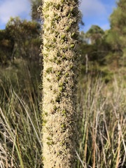 Xanthorrhoea caespitosa