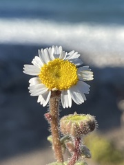 Perityle crassifolia