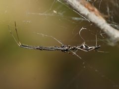 Argyrodes alannae