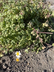 Perityle crassifolia