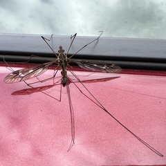 Leptotarsus lunatus