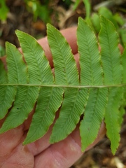 Cranfillia deltoides