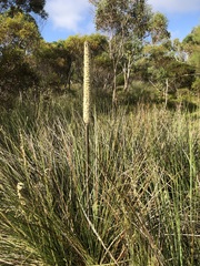 Xanthorrhoea caespitosa