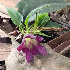 Tripterospermum nienkui