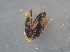 Xenostrobus neozelanicus