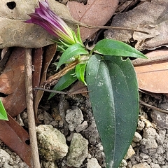 Tripterospermum nienkui