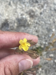 Erythranthe lagunensis