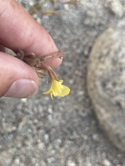 Erythranthe lagunensis