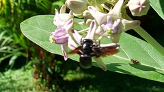 Xylocopa