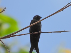 Psalidoprocne pristoptera