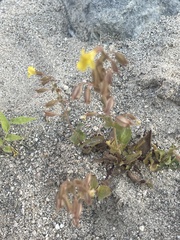 Erythranthe lagunensis