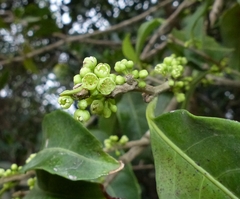 Casearia ovata