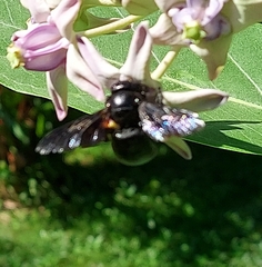 Xylocopa