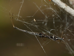 Argyrodes alannae
