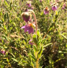 Thomasia petalocalyx