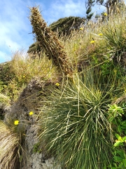 Aciphylla squarrosa