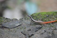 Sphenomorphus dussumieri