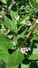 Calotropis gigantea