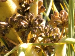 Aciphylla squarrosa