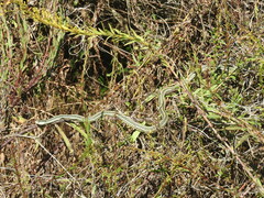 Thamnophis proximus orarius