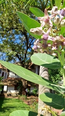 Calotropis gigantea