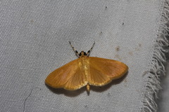Phaedropsis