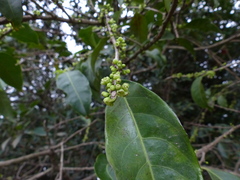 Casearia ovata