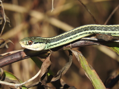 Thamnophis proximus orarius
