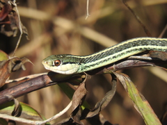 Thamnophis proximus orarius