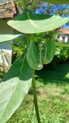 Calotropis gigantea