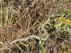 Thamnophis proximus orarius