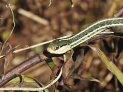Thamnophis proximus orarius