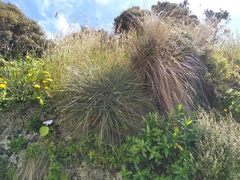 Aciphylla squarrosa