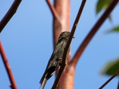 Psalidoprocne pristoptera