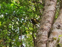 Anthornis melanura