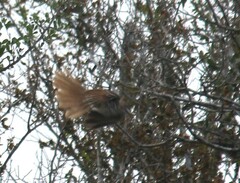 Toxostoma longirostre