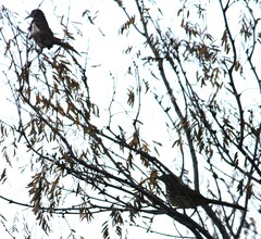 Toxostoma longirostre