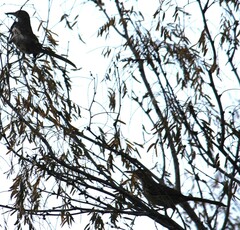 Toxostoma longirostre