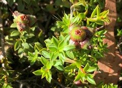 Kunzea pomifera