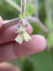 Physalis pubescens