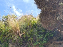 Aciphylla squarrosa