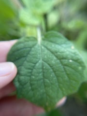 Physalis pubescens
