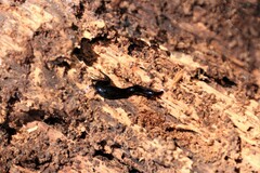 Kontikia ventrolineata