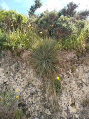 Aciphylla squarrosa
