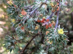 Phyllota pleurandroides