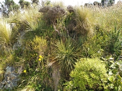 Aciphylla squarrosa