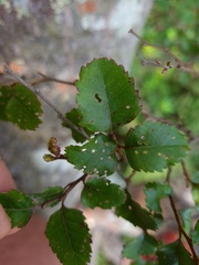 Nothofagus truncata