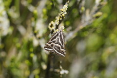 Dichromodes confluaria