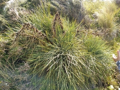 Aciphylla squarrosa