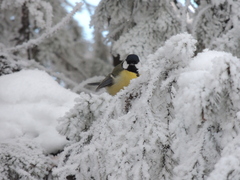 Parus major
